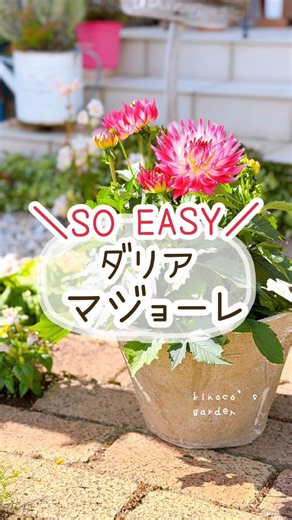 このダリアなら簡単だよ #ガーデニング #pr