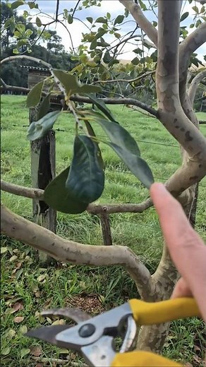 Cleaning Pruning Is Necessary for Any Fruit Tree, Understand Why?