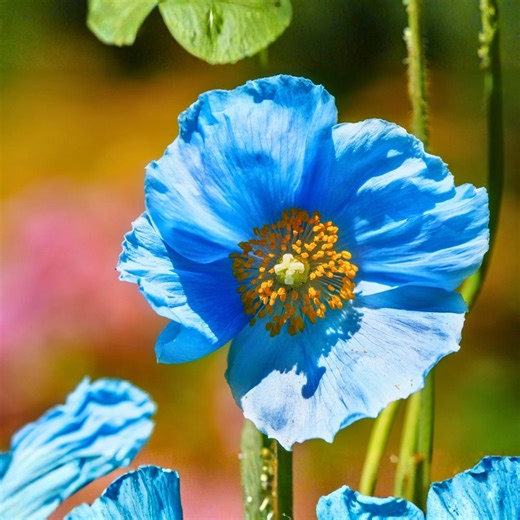 100 Blue Himalayan Poppy Seeds Meconopsis Hardy Perennial Shade Garden Flower Planting Outdoor Ornamental - Etsy