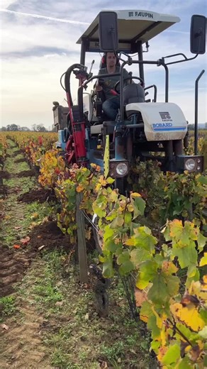 Effective Techniques for Removing Dead Vines in Vineyards