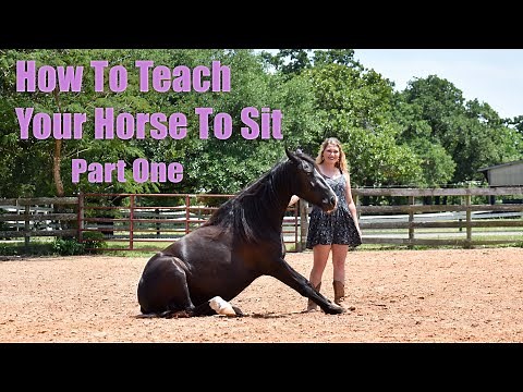 How To Teach Your Horse To Sit Up | Part One