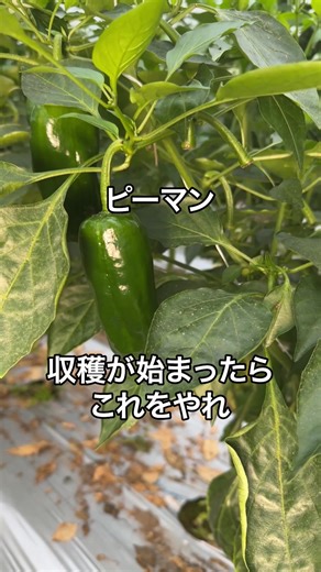 ピーマン収穫の始まりと準備すること