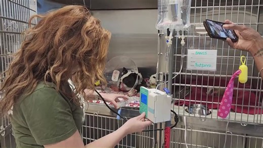 Austin dog recovering from rattlesnake bites