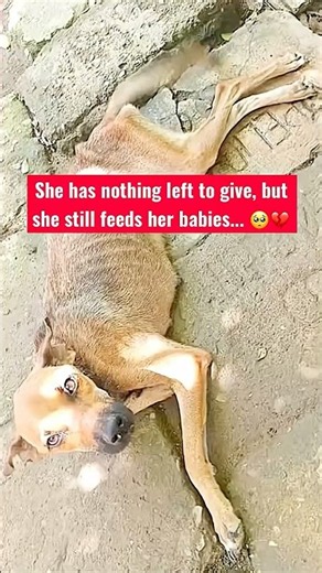 She is skin and bones, but a mother's love never stops. Watch this! 🥺⁠#puppylove #puppy