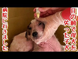 【子犬 保護犬 子猫】 目の前で母犬を失ったボロボロの子犬 病院に行きました