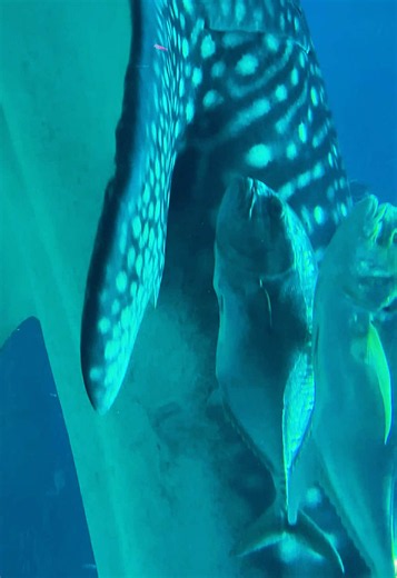 🌊☆⋆｡🪼𖦹°‧★🐚 hope everyone can go to the @Georgia Aquarium at least once!! It’s the best aquarium 🩵 #georgiaaquarium #aquarium #whaleshark #frutigeraero #atlanta