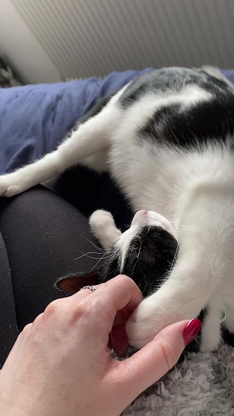 Rebel, Eevee, Vulpix & Pippin (@rebeleeveepix)’s videos with original sound - Rebel, Eevee, Vulpix & Pippin