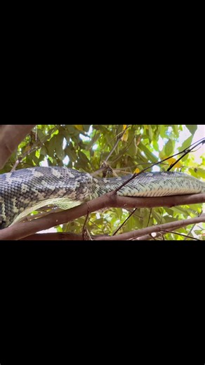 Call out with Hudson Snake Catching - Gold Coast Snake Catcher for a python that had consumed a bat overnight #travellingbushman #goldcoastaustralia #goldcoast #snakecatcher | Travelling Bushman