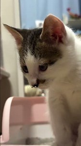 funny kitten top vidéo 📹