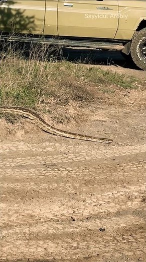A giant python suddenly blocked the way