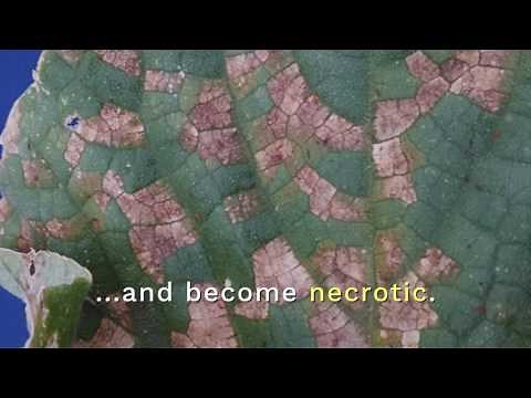 Better Know a Pest: Downy Mildew