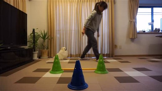 Do as I Do on Instagram: "Cu and Chile’s sequence Do as I Do🥰#doasidodogtraining #doasidojaoan2026"