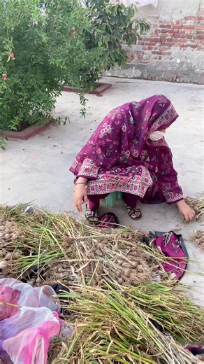 Pakistan Village Life: Traditions & Daily Routines