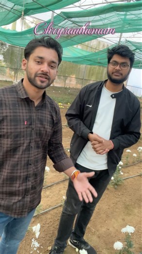 natural insect killer! 🐜⚡#pyrethrin #flowers