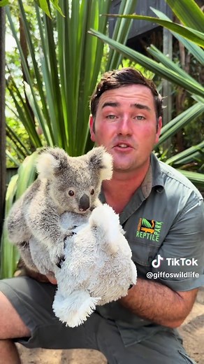 Weighing Koalas: Measuring Their Adorable Growth