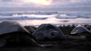 Mysterious | Big Pacific