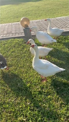 Domestic Goose Are Domesticated Birds,Descendants Of Wild Goose ,Raised For Meat And Feathers.🪶