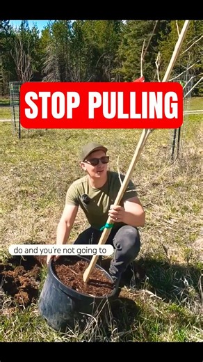 Remove a Tree from Its Nursery Pot the RIGHT WAY #treeplanting #gardentips #gardening #homegarden