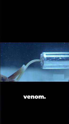 This Snail Shoots a Venomous Harpoon 😳🐌