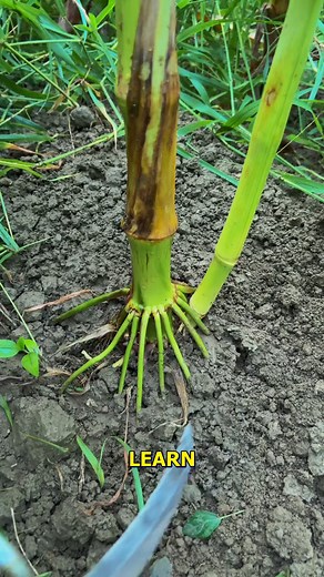 57K views · 158 reactions | Quick Plant Pruning Tips for Better Growth. #PlantCare #HealthyPlants #GardenTricks #PruningTechniques | Doraya Jennings | Facebook