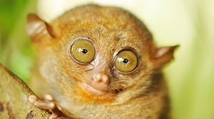 Meet the tarsier: The world's oldest primate