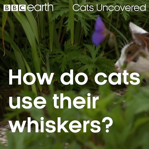 Slow motion cats are the best kind of cats! | BBC Earth