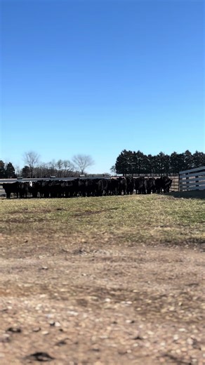 Upcoming Farm Sale and Shipping Day Details