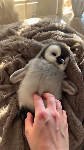 Sleepy Penguin Cuddles Human 🐧💤