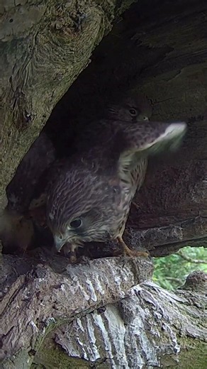 Kestrel chick not ready to follow it's siblings out of the nest 🦅