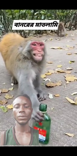 why monkey always like drinking alcohol �������� | Ipally Fresher