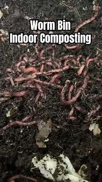 Worm Factory 360 Indoor Worm Farm Vermicomposting #worms #vermicompost #vermicomposting #worm