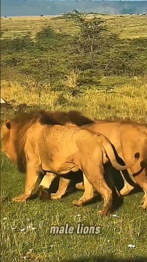 three male lions king of the savanna #wildlife #animals