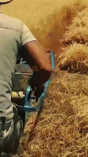 Fast Harvesting with Mini Wheat Reaper Machine #LabeeqaAgriFarm #Harvest2026 #AgriMachinery