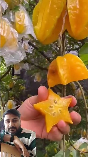 Star Fruit Cutting | Perfect Star Shape Carambola Cutting Style | #fruit #starfruits