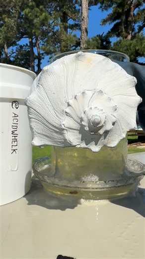 1K views | Acid dipped whelk shells 492 . #shell #shellsofinstagram #seashells #seashellsofinstagram #beachvibes #beachcombing #beachcombingfinds #shellcollection #shellcollector #cool #whelk #yeahsciencebeach #calming #relax #relaxing #shells #beach #shelling #craft | Acid Whelk | Facebook