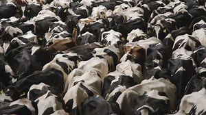 Cows From a Dairy Farm Brought to Slaughter at a Meat Factory.Livestock Defenders Save Depleted Animals From The Slaughterhouse. Keep Our Planet. Animal Abuse. Сhipped Сattle.