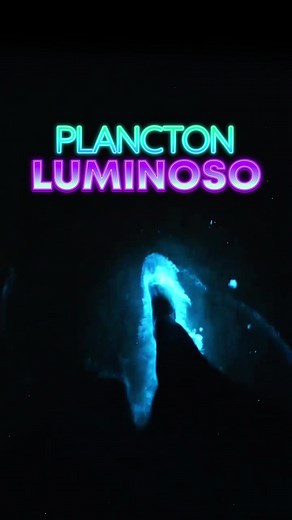 Experiencia única del Plancton Luminoso en Cartagena