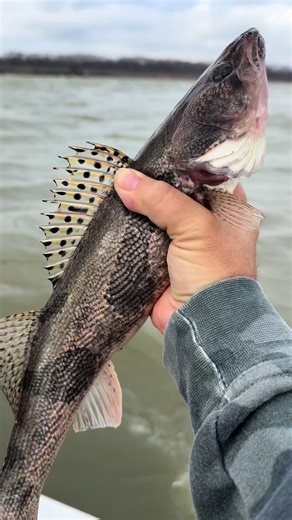 Look at the shoulders on this thick Ohio River sauger. They’re my favorite species to target during the cooler months along with walleye #saugerfishing #walleyefishing #riverfishing #ohioriverfishing #fishtok