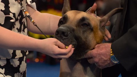 2025 NDS: Great Dane