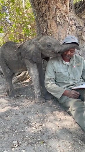 Get ready for a heart-melting moment! 🥹🐘 This adorable baby elephant just needs a little love from his human! The way she asks for cuddles is simply irresistible! 💖✨ Prepare for all the smiles! 😊💕 A huge shoutout to the amazing team at @ElephantHavens for their incredible dedication to rescuing and caring for these gentle giants! Your hard work creates beautiful bonds and gives these elephants a second chance at life! 🌍🫂 #HeartMelting #BabyElephant #cute #CuddleTime #ElephantLove #elephan