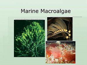 Marine Macroalgae - SlideServe