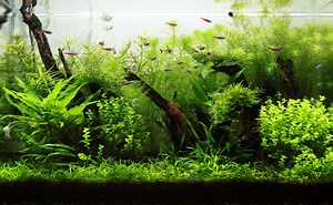 ミクロソリウムを活着させるには？水草と流木の関係 [熱帯魚] All About