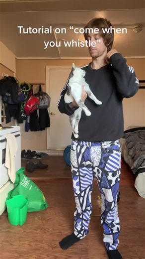 Tutorial on “whistle” #catsoftiktok #tutorial #fyp #thomp