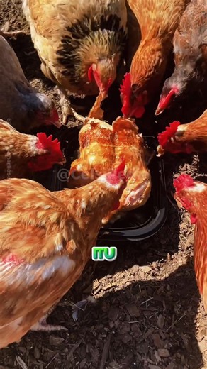 Trik yg bisa bikin kalian Kenyang SELAMANYA#shorts #shortshewan