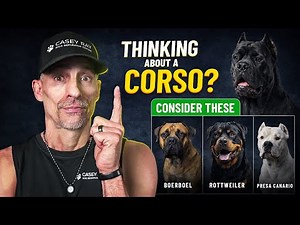 Top 5 Dog Breeds to Consider When Wanting a Cane Corso