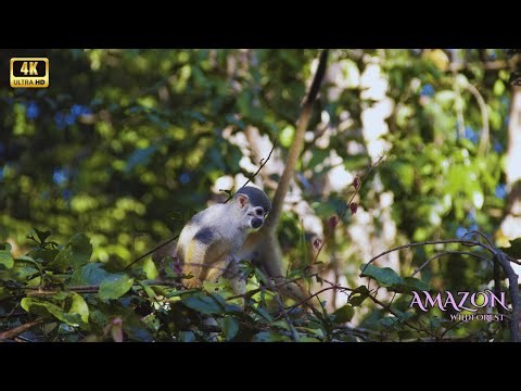 Live Amazon 4K: Explore Wild Animals & Rainforest Wonders!