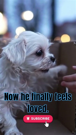 Baby Maltese Finally Finds Love