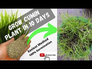 How to grow Cumin Plant From Seeds at home in 2021 | Grow Cumin(Jeera) seeds at home in easiest Way