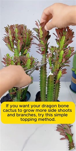 How to prune dragon bone cactus #gardeninspiration #gardenlove #planthacks #gardeningmakemehappy | Gardening Greener