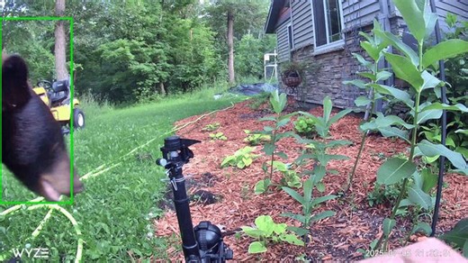 Hilarious Moment Bear Shocked by Motion-Activated Sprinkler